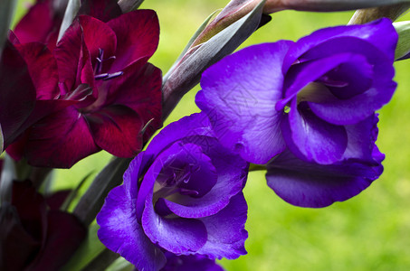 花园中生长的勃艮第深红色和紫色兰图片
