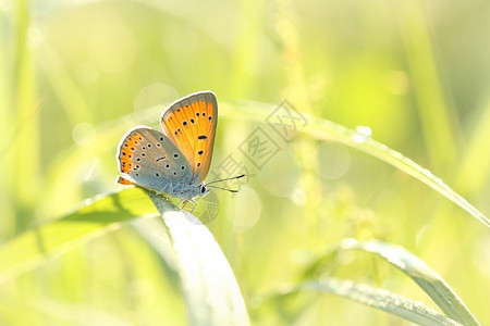 蝴蝶春天早晨在一片草叶上的Plebejusargus图片