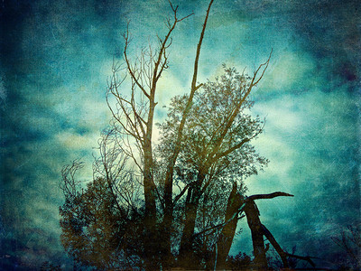 抽象grunge纹理复古背景与树图片