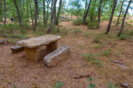 石桌和长凳在森林里图片