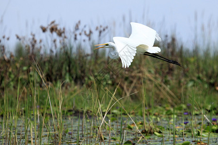 乌干达奥佩塔湖的白色大Egret图片
