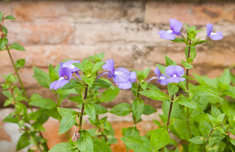 漂亮的紫色小花砖墙背景图片