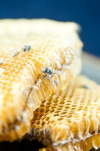 蜂窝是一种由蜜蜂建造的六角图片