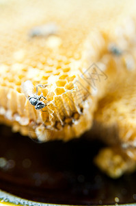 蜂窝是一种由蜜蜂建造的六角图片