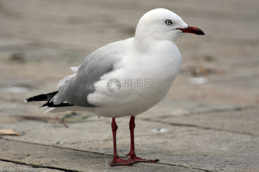 SeaGullAotea广场图片