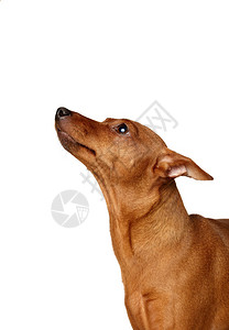 红色微型短毛猎犬抬头图片