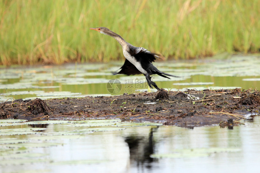 乌干达比西纳湿地野生物图片