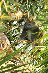 乌干达比戈迪湿地的红尾猴子图片