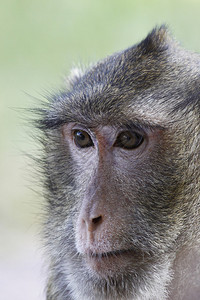 在柬埔寨拍摄的猴脸图片
