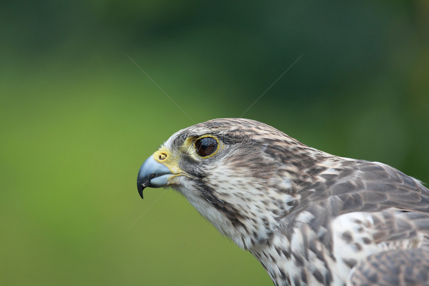 红隼猎鹰Falcotinnu图片