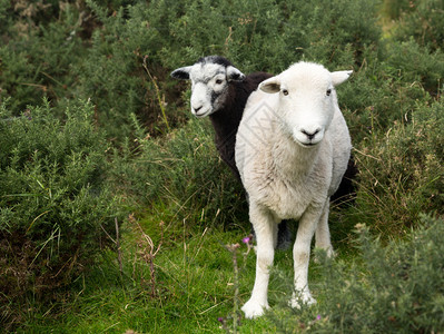 白羊和黑羊在英国湖区盯着观众图片