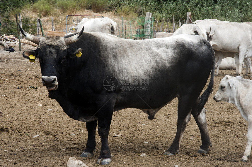 在该国拍摄的一群牛的照片图片