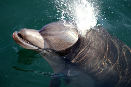 海豚从水中望去图片