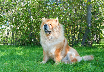 城市公园里的松狮犬背景图片