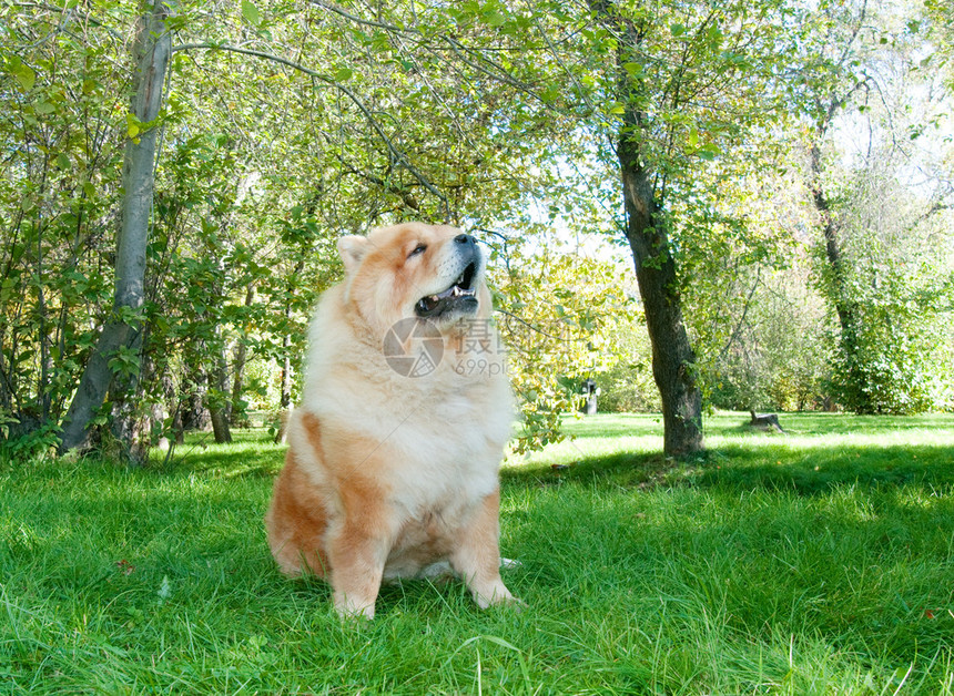 城市公园里的松狮犬图片