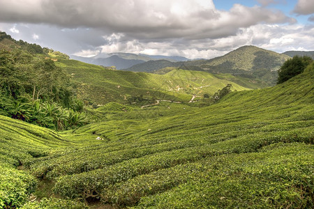 著名的茶叶种植园风景图片