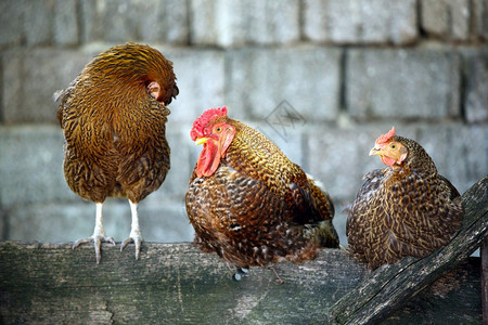 木栅栏上的一只公鸡和两只母鸡图片