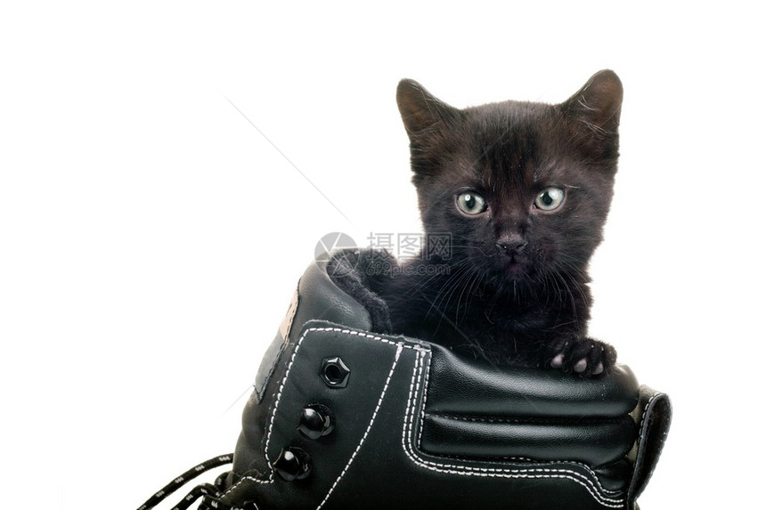 穿着大黑鞋的漂亮黑小猫图片