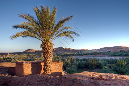 在摩洛哥棕榈树上落日背景图片