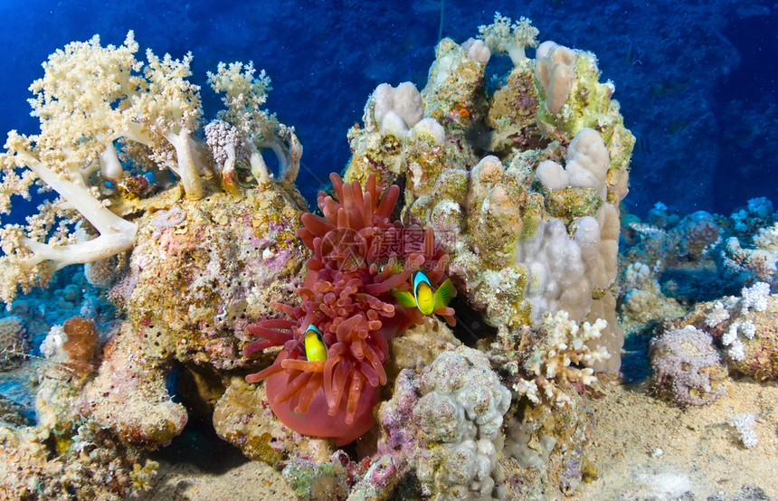 埃及红海珊瑚背景的两带AnemonefishAmphiprionbici图片