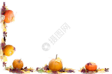 秋天的南瓜白色背景上的叶子图片
