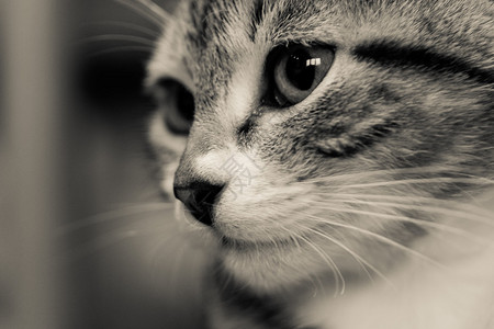 猫眼的黑白特写图片