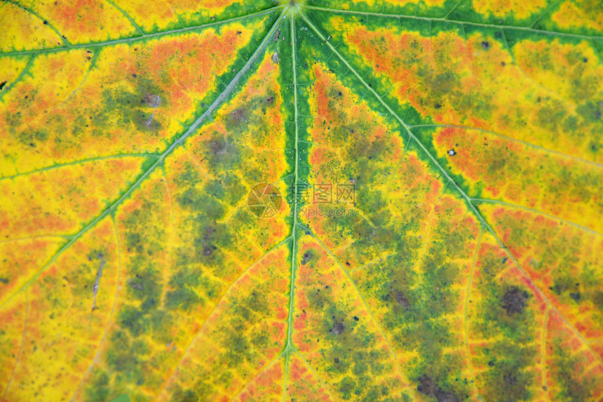 显示从绿色向金黄色的逐步过渡的秋叶颜色变化背景摘要特结背景CE图片