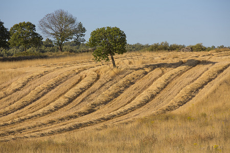 小麦收割和全产燕麦图片