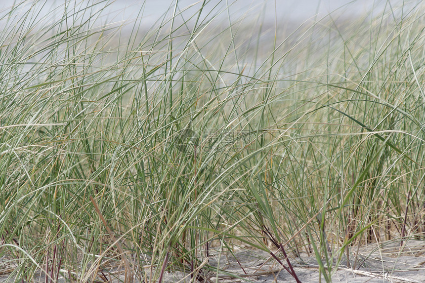 Texel的海滩绿色沙丘在Tex图片