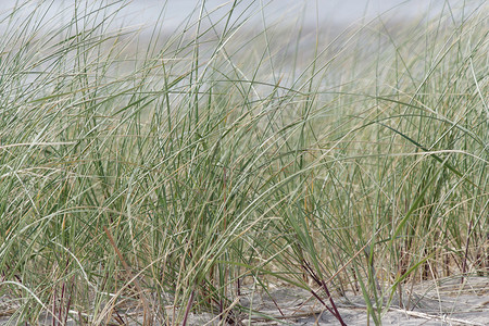 Texel的海滩绿色沙丘在Tex图片