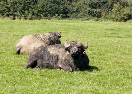 野牛或野牛在阳光明媚的白天在英国草图片