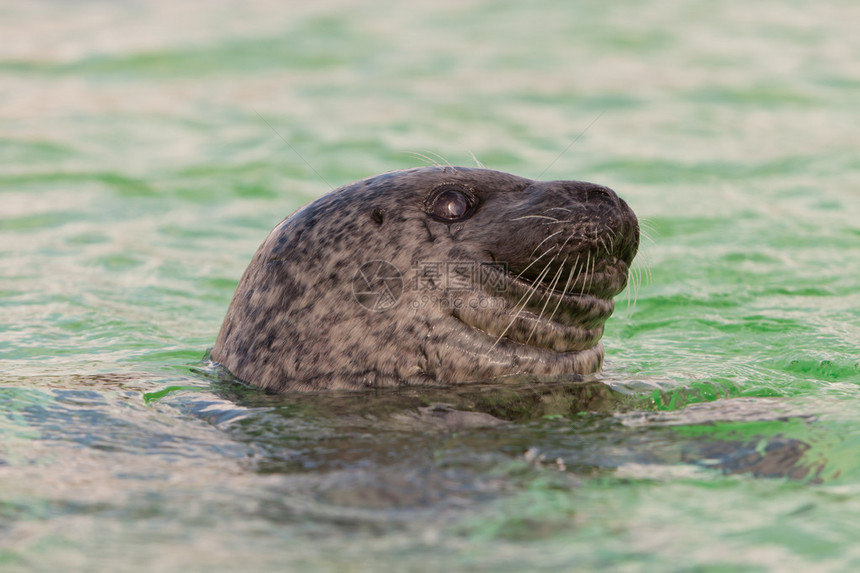 盆地的可爱海豹游泳和在水中玩耍德塞尔瓦登岛图片