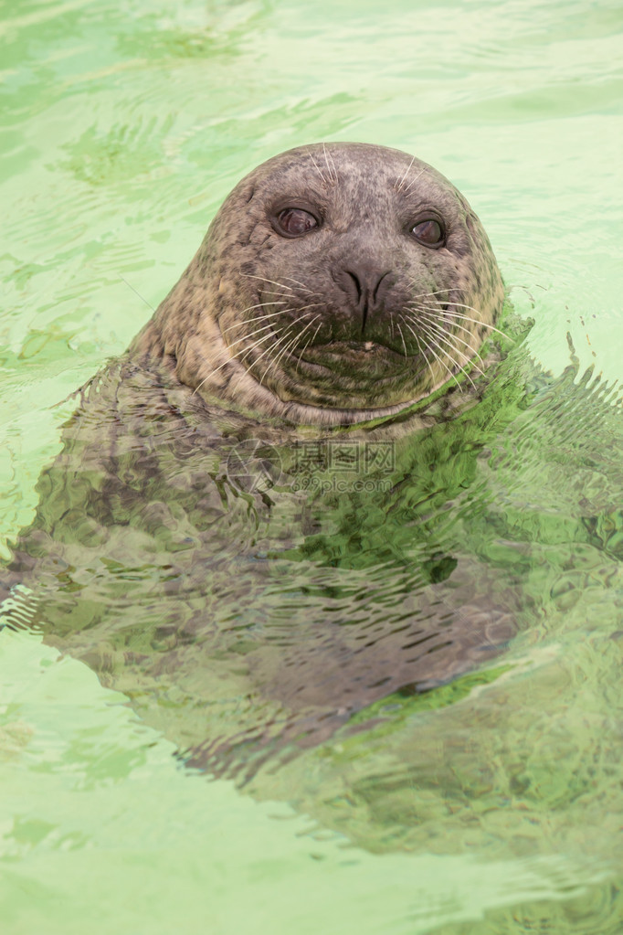 盆地的可爱海豹游泳和在水中玩耍德塞尔瓦登岛图片