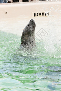 盆地的可爱海豹喂养期间游泳和在水中玩耍图片