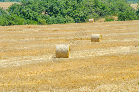 夏日里有干草卷的田野图片