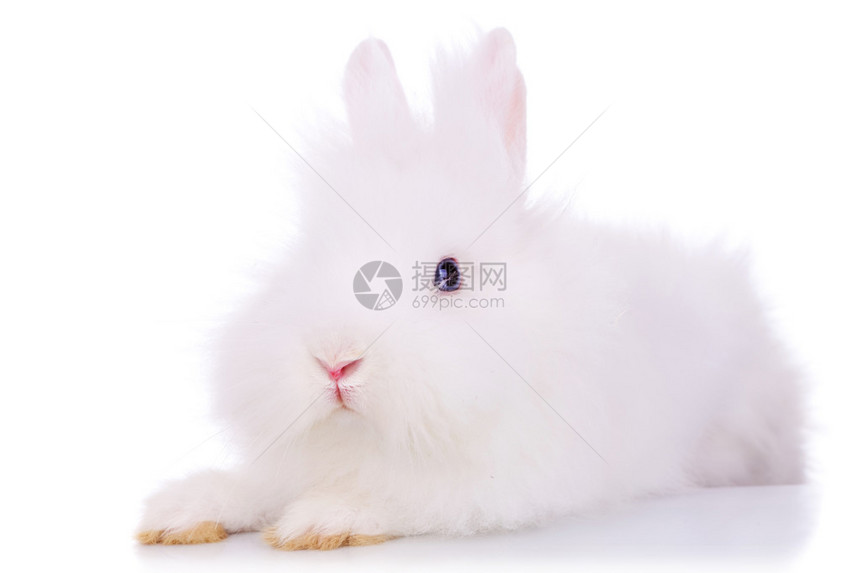 一张可爱的白毛兔子的照片看着相机看白图片