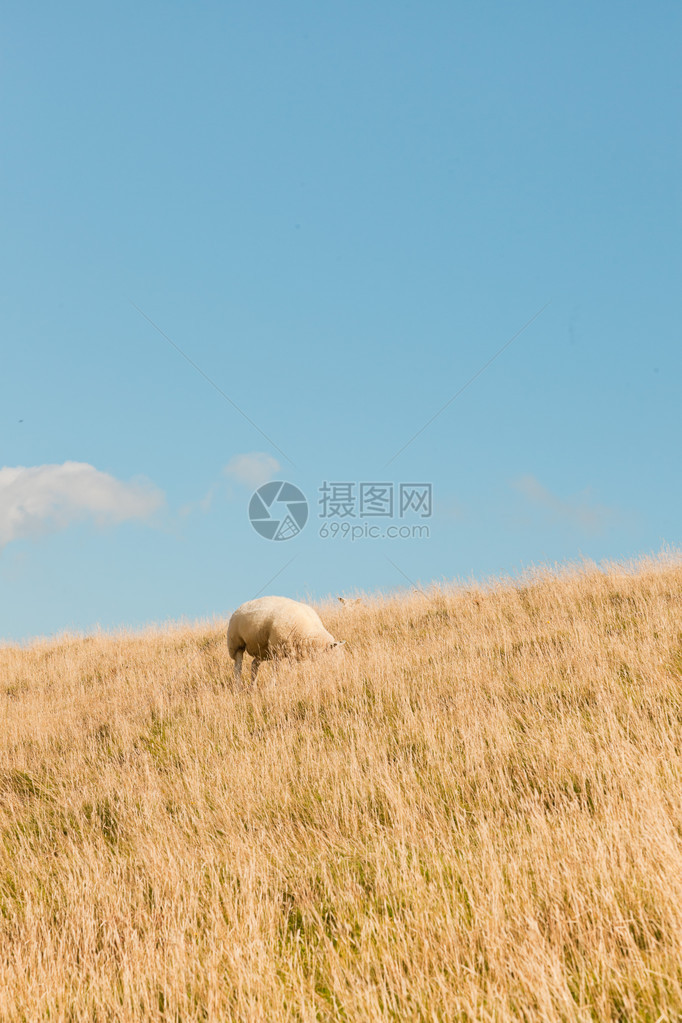 独自放牧的羊在草地上放牧图片
