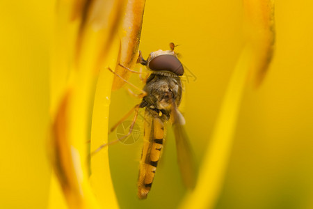Hoverfly吃一朵黄色花的蜜图片