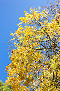 秋天树冠图片