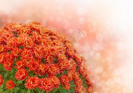 秋花新鲜花束的美丽背景背景图片