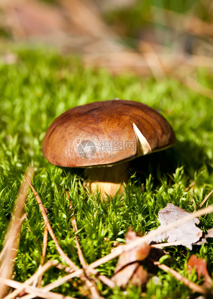 森林绿色苔藓中的棕色cep蘑菇图片