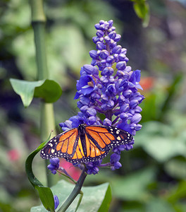 蝴蝶在一朵花上垂直飞翔周围图片