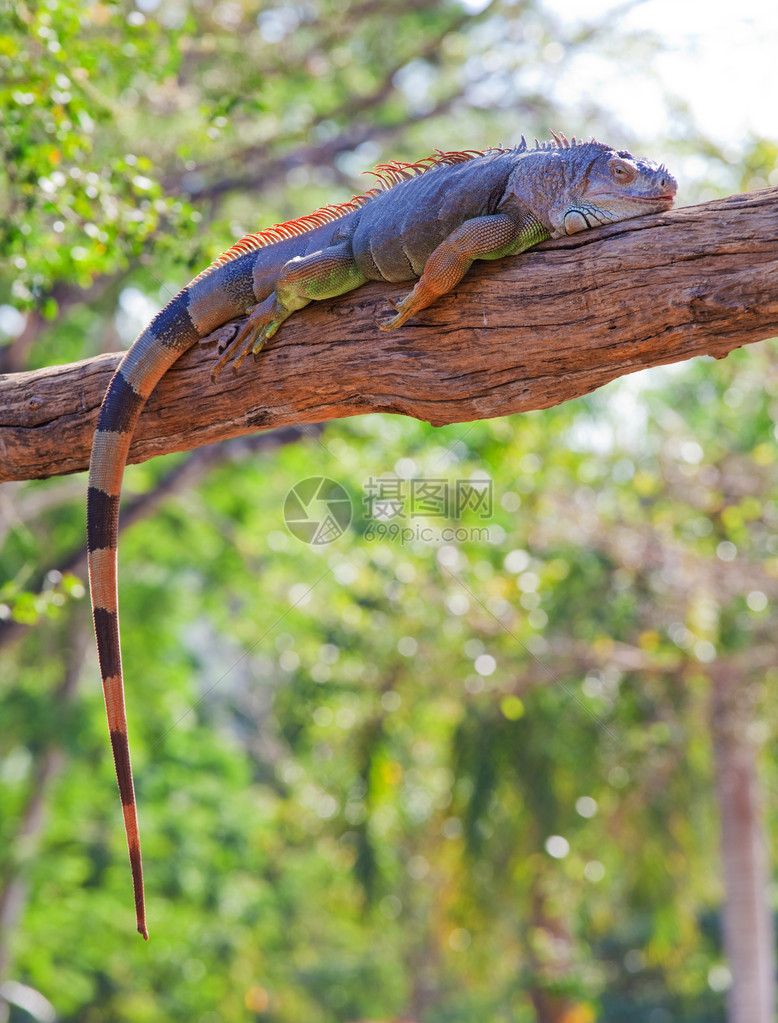 Iguana爬行图片