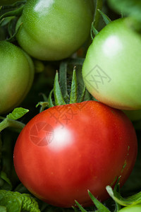 灌木上的番茄图片