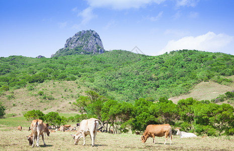 Dajianhan山区牧场在泰万Taiwan图片