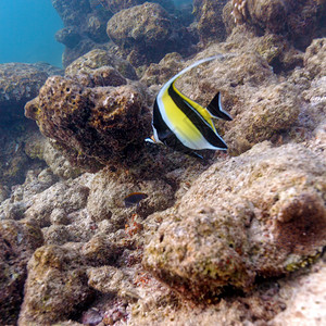 马尔代夫热带珊瑚礁生态系统MoorishIdo图片