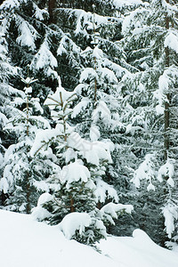 雪卷树背景图片