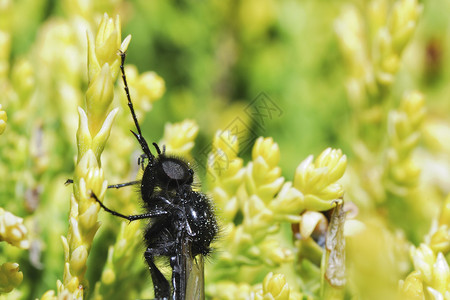 有翅膀的黑昆虫坐在一个大不图片