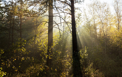 阳光明媚的光束在森林里图片