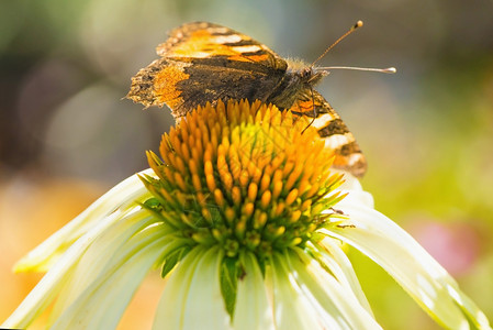 蝴蝶Aglaisarticae在花锥上或EchinaceaPur图片